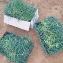 청보리 농장 이미지