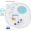 mRNA 백신 원리? 코로나 모더나 화이자 백신 비교 종류 차이 부작용