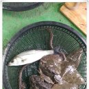 남해도횟집 Daum카페