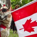 캐나다동물병원 이미지