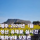 성산1천 | 제주 성산 유채꽃 재배단지 실시간 개화상태｜2026년 1월 제주여행 후기