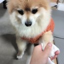 클라라 애견 | [애견용품] 강아지물티슈 강아지산책 후 &#34;순둥이와댕댕이 휴대용물티슈&#34; 사용해본 후기