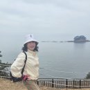 서천 마량리 동백나무 숲 Daum카페