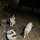중오목장 | (내돈내산) 가평설악면펜션 더큐24풀빌라 풀빌라펜션 추천 바베큐 스파 풀코스로 즐기기