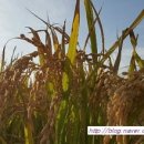 청태농장 | 현미 찹쌀로 만든 건강한 떡케익~~수정농장