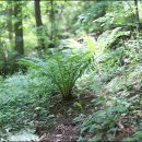 양지좌사 이미지