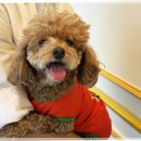 강아지 정거장 이미지