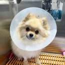 오션동물메디컬센터 이미지