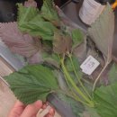 윈지마켓 이미지