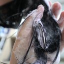 채울 | 저속노화 샴푸로 두피냄새 극복 포셰리 채울 샴푸 후기