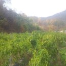 억새풀농장 이미지