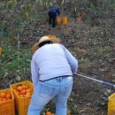 화개악양농협 악양지점 이미지