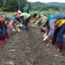 행복농장 6 이미지