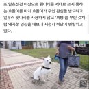 TV동물농장, "뒷다리 파업" 장애견 희화화에 사과했지만 이미지