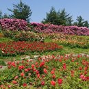 장미의거리10 이미지