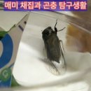 여름곤충 탐구생활 이미지