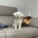 몰랑독 | 애견미용, 수완지구 애견미용, 신창동 애견미용, 몰랑독, 광주 애견미용 잘하는 곳, 광주 애견미용 추천...