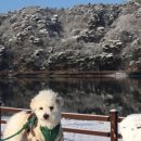 포천 럭스제이 애견펜션 이미지