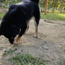 파트라슈반려견학교 이미지