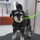 리치펫살롱 네이버블로그