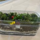 원예 테라리움 이미지