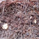 송이농장(1) 이미지