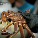 영덕대게 이미지