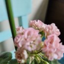 엄지공주 이미지