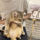 야옹아놀자 캣카페(동성로점) | 대구 동성로 고양이카페 야옹아놀자캣카페