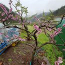 산골복숭아농장 이미지