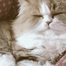 개이쁜냥 이미지