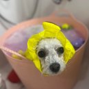 뽀송뽀송애견놀이방 이미지