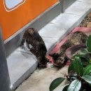 평통보쌈송정.형곡점 이미지