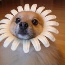 개바라기 이미지