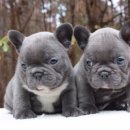 하이롤러 코리아 이미지