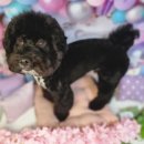 댕댕이모 이미지