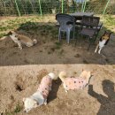 토리두두 이미지