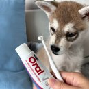 양치 | 강아지 치석 고민 끝? 페노비스 오랄벳 첫 양치 솔직후기