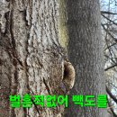 때이른 목청답사와 상황버섯 산행.247 이미지