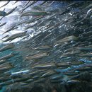 멸치후리는노래 이미지