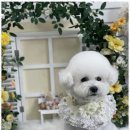 우리집강아지 애견미용 이미지