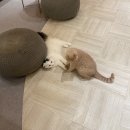 강남 고양이카페 모카 솔직 후기 :: 개냥이 많아요. 평일 저녁 방문 추천
