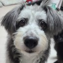 단짝멍몽 이미지