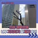 광일환경(주) | 안성 벌목업체 나무 가지치기 및 제거 후기