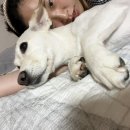 왈왈왈 이미지