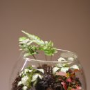 생활소품 DIY | 나만의 작은 숲! 서울테라리움 신촌원데이클래스 아임텐DIY 테라리움키트 테라리움만들기 힐링 후기