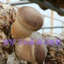 김영규농장 이미지