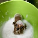 도도 그루밍 이미지