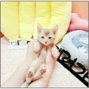 부천강아지분양 고양이분양 24시 데려가개 부천점 | 부천강아지분양 / 부천강아지분양 고양이분양 24시 데려가개 부천점