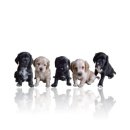 예쁜강아지 이미지